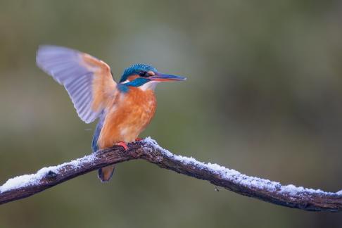 Open wings kingfisher