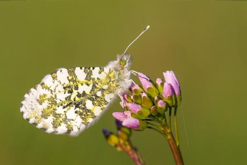 Orange-tip on flower