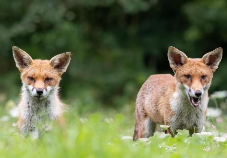 Two Fox Cubs