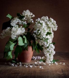 White lilac 1