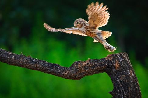 Little owl flying