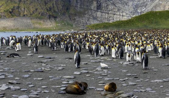 King Penguin Colony 4