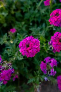 purple flowers