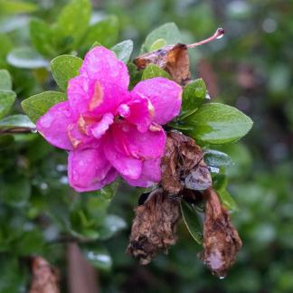 PINK WILD CAMELLIA