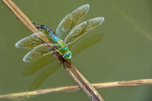 Dragonfly laying eggs