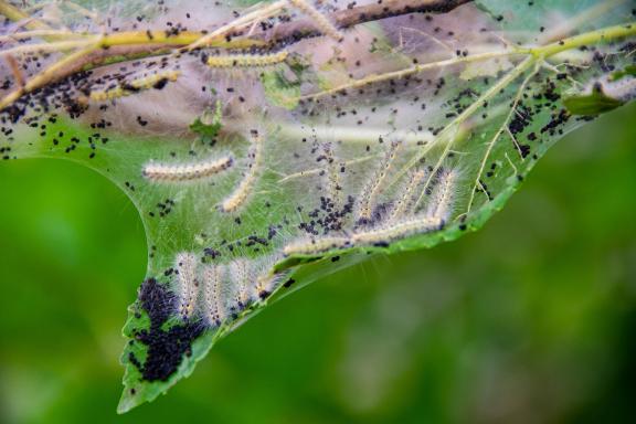 Tent caterpillars