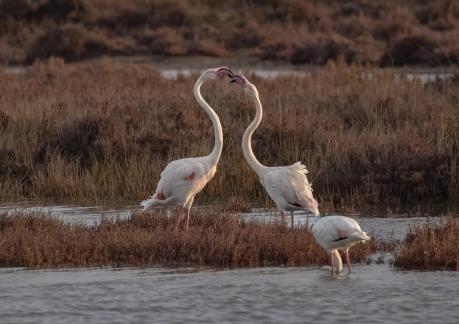 Dancing flamingos