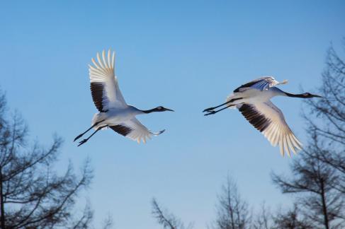 Two red-crowned cranes shouting