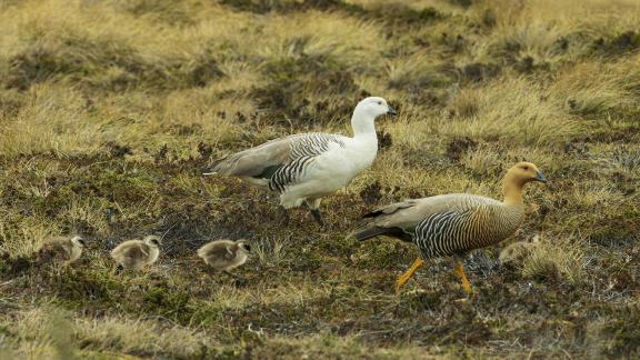 Upland Geese Family Strut