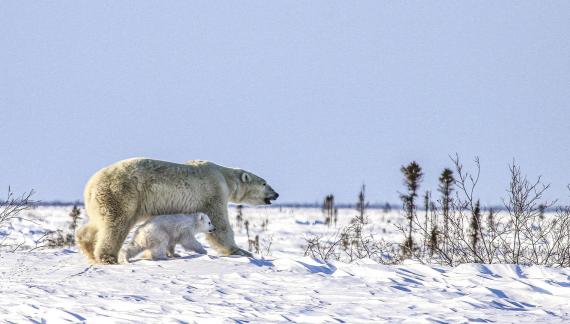 Polar bears36