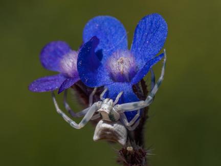 WHITE SPIDER ON BLUE FLOWER