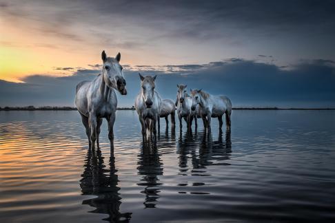 Horses in the water 7