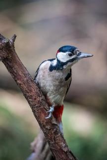 Woodpecker 4