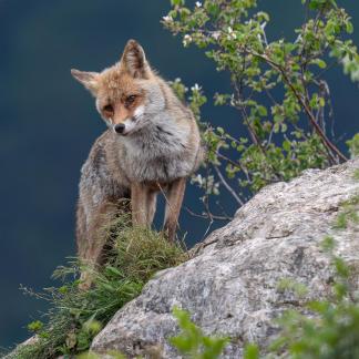 Fox posing on the rock 11