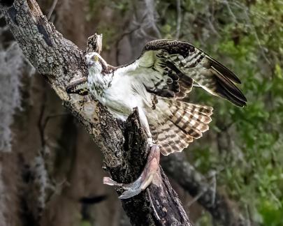 Osprey With Large Fish