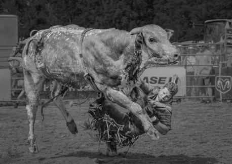Bull riding 48