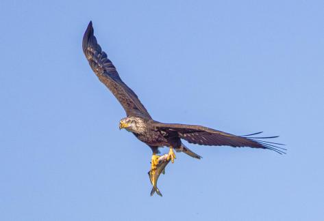 Juvenile bald eagle with catch 67
