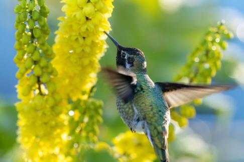 Beautiful hummingbird7