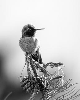 Beautiful hummingbird8