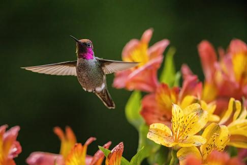 hummingbird17