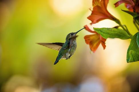 hummingbird5