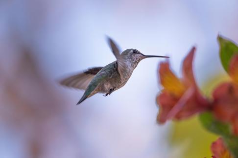 hummingbird31