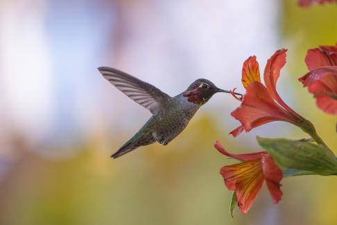 hummingbird32