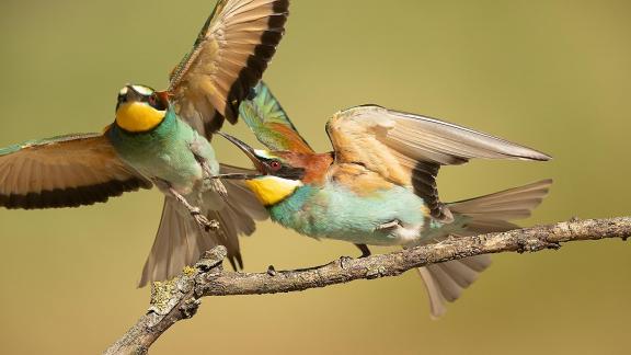 Angry bee eater
