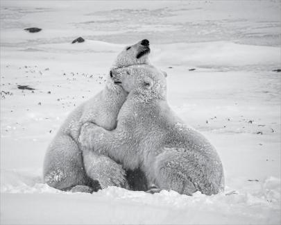 Polar Bears Playing 10
