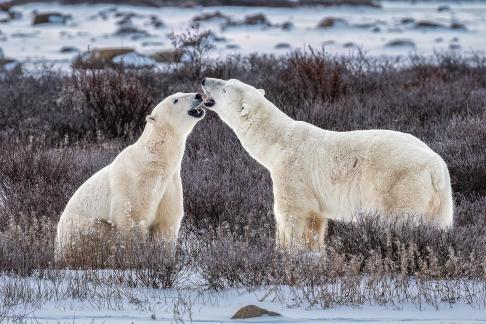 Polar Bear Showing Love