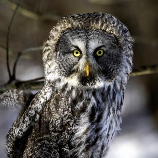 Great Grey Owl 35