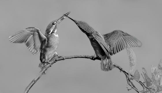The little kingfisher fights