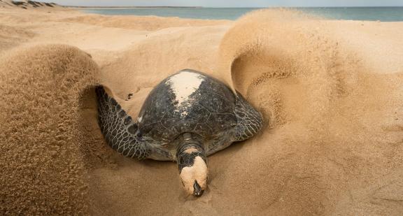 turtle covering eggs 127