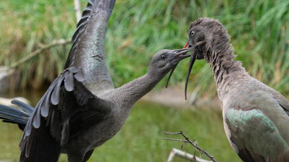 Ibis feeding