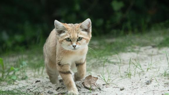 Running Sand Cat