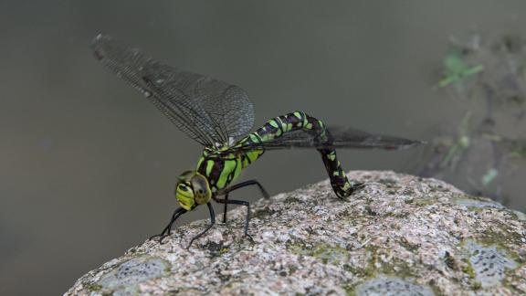 Green Dragonfly 1