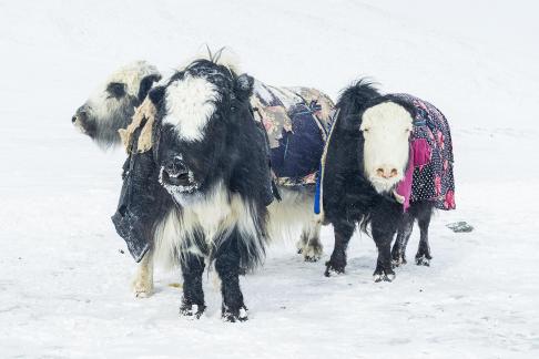 3 Cattle in Snowstorm