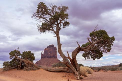 East Mitten Thru Old Tree