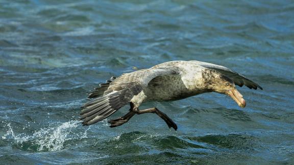 Giant Petral Water Takeoff