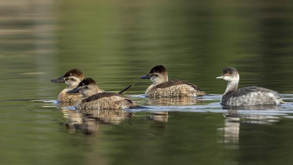 Undercover Grebe