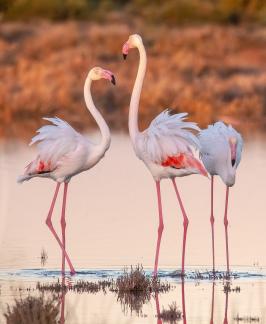 Wetland Ballet