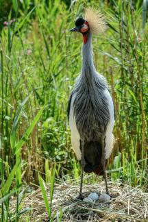 watchful crane 5