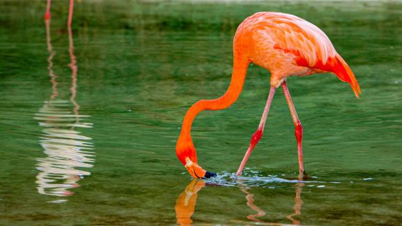 Flamingo4