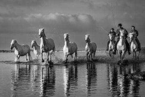 Charging Camargue horses 26