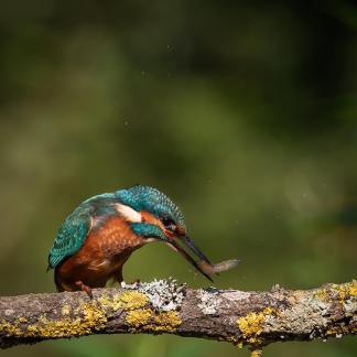 Kingfisher Montseny 1