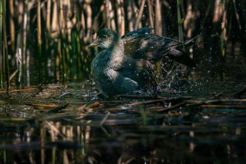 Water chicken 1