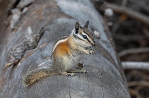 Chipmunk On Log