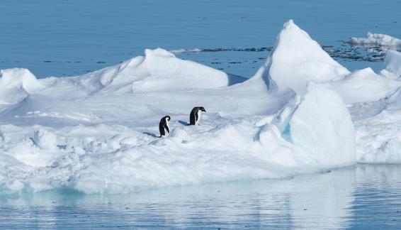 Adelie on ice