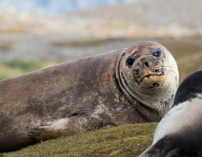 Battle scarred fur seal