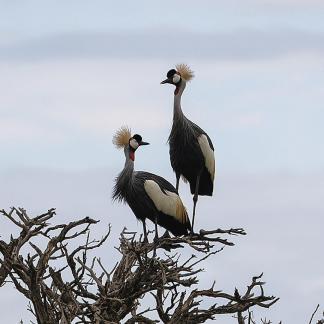 Duo de grues couronnees - Kenya